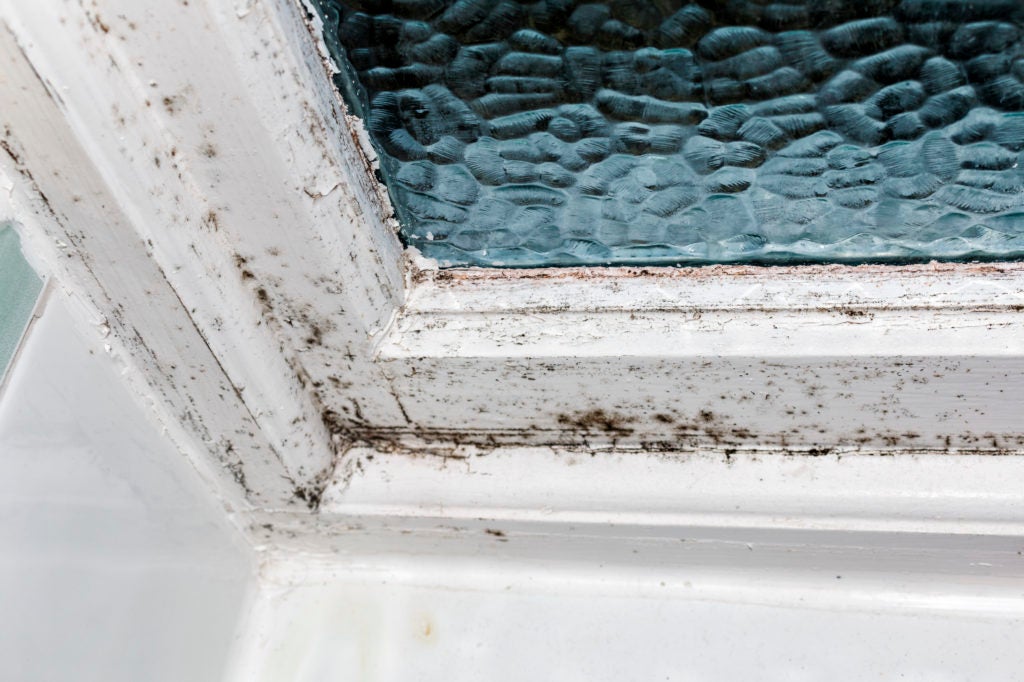 how-to-clean-and-control-mold